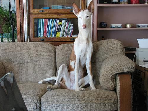 Ibizan Hound
