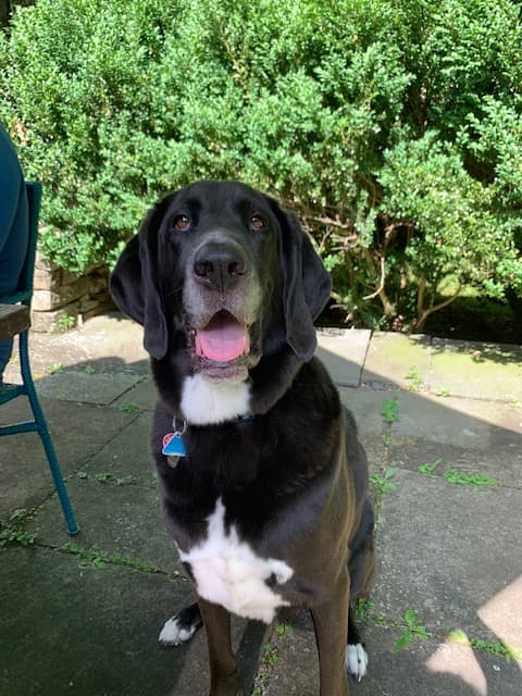 Plott Hound