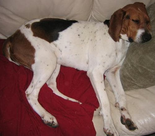 Walker Hound