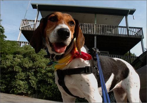 Walker Hound