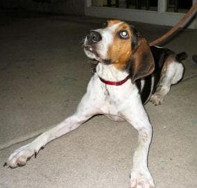Walker Hound