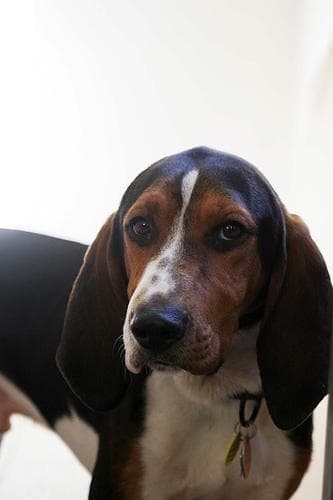 Walker Hound