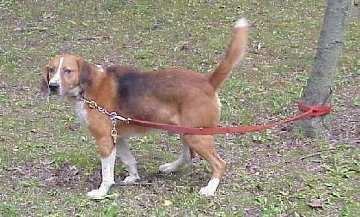 Walker Hound
