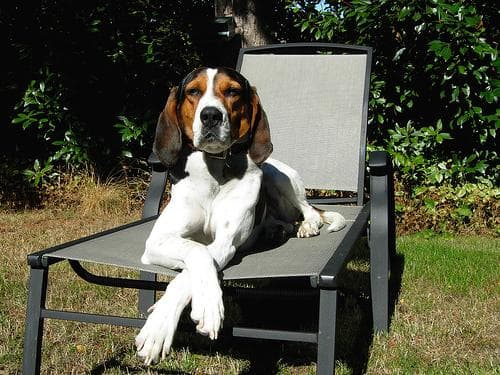 hound