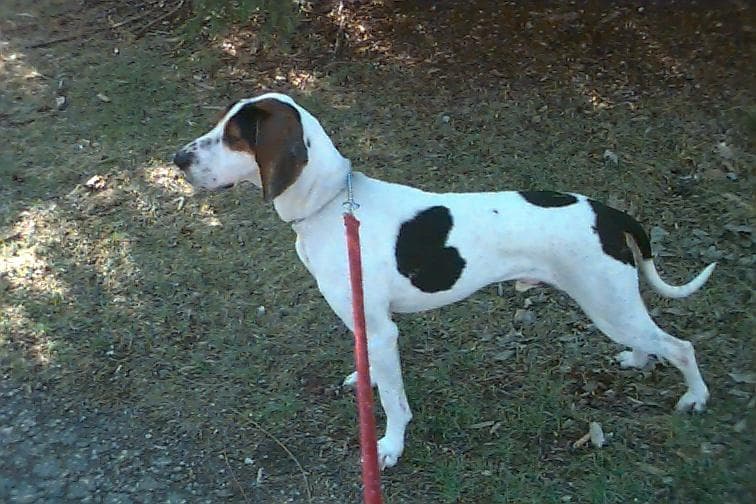 Walker Hound
