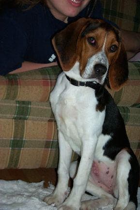 Walker Hound