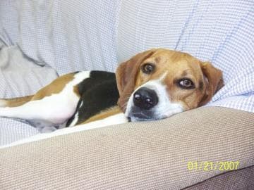 Walker Hound