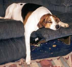 Walker Hound
