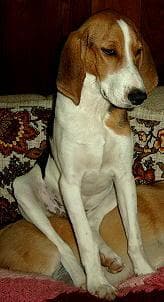 Walker Hound