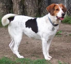 Walker Hound