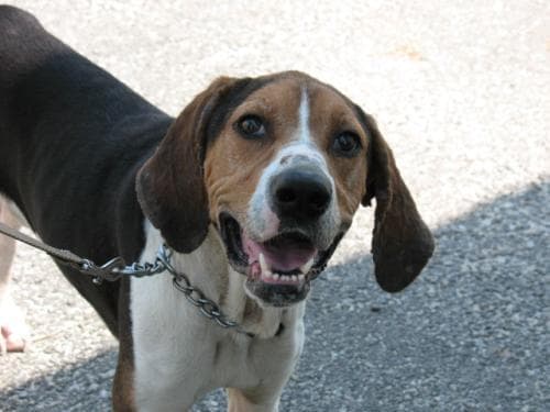 Walker Hound