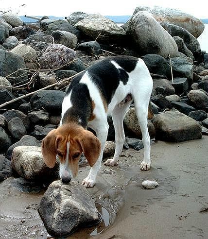 Walker Hound