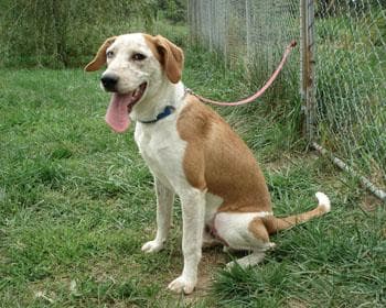 Walker Hound