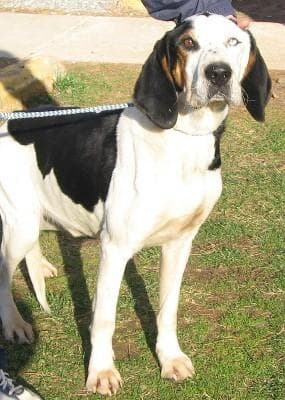 Walker Hound