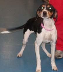 Walker Hound