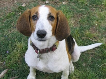 Walker Hound