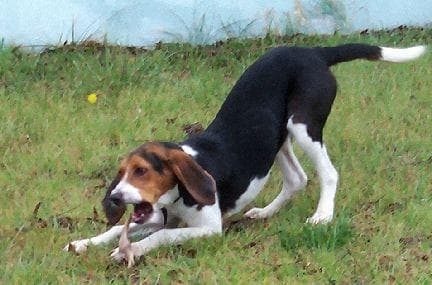 Walker Hound