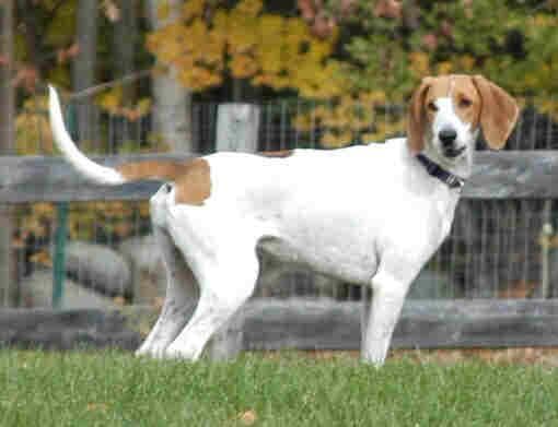 hound