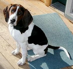 Walker Hound
