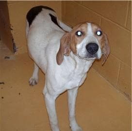Walker Hound