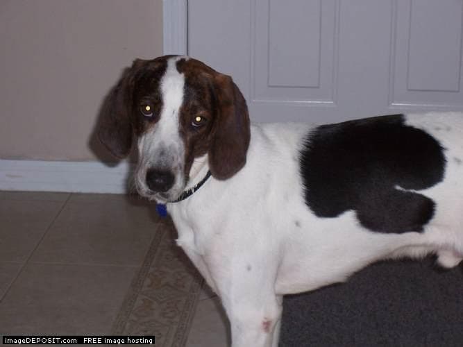 Walker Hound