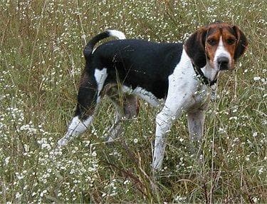 hound