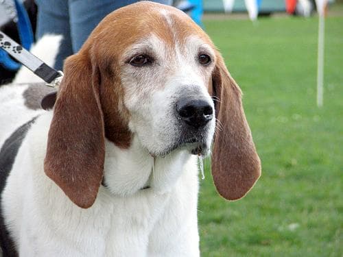Walker Hound