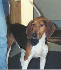 Walker Hound