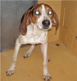 Walker Hound