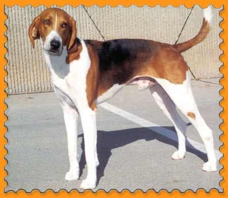 Walker Hound