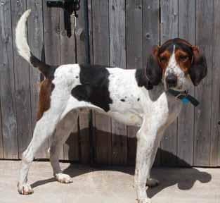 Walker Hound