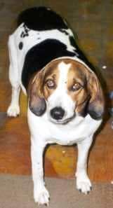 Walker Hound