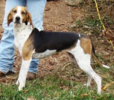 Walker Hound