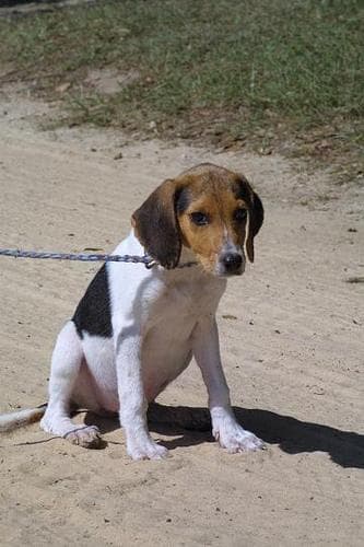 Walker Hound