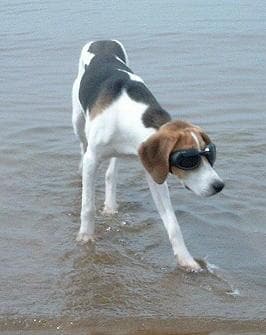 Walker Hound