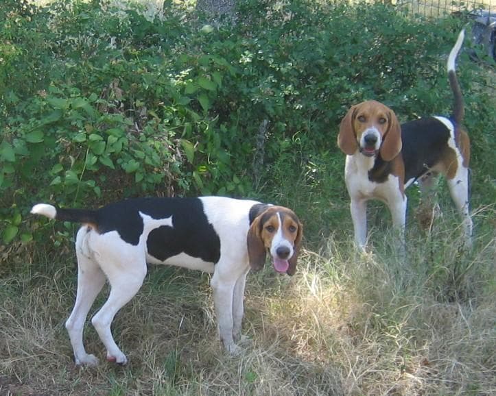 Walker Hound
