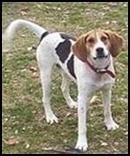 Walker Hound