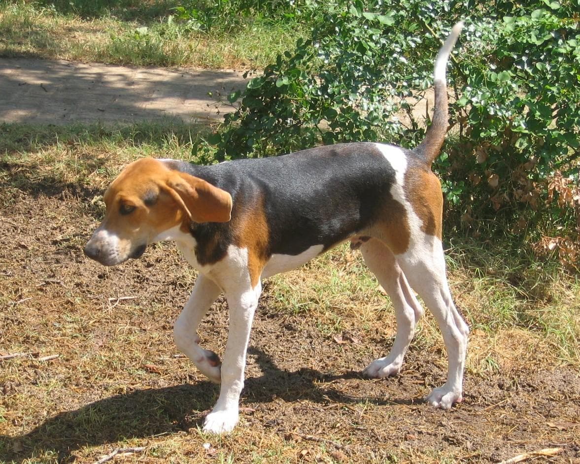 Walker Hound