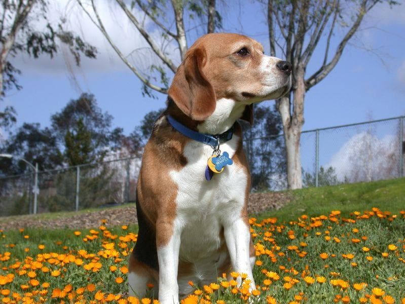 hound