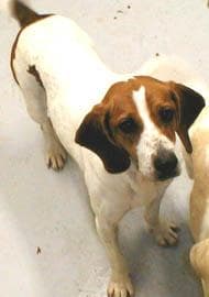Walker Hound
