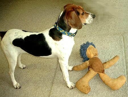 hound