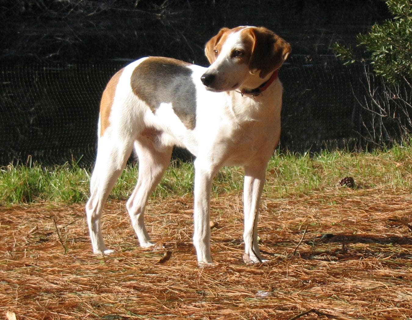 Walker Hound