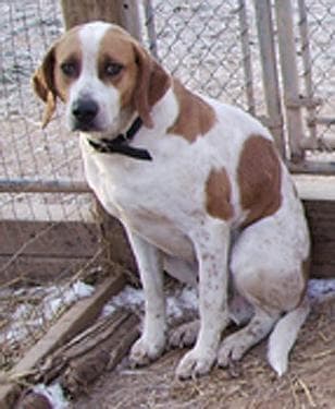 Walker Hound