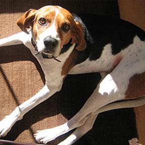 Walker Hound