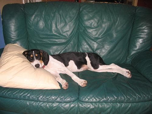 Walker Hound