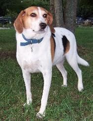 Walker Hound