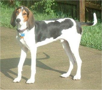 Walker Hound
