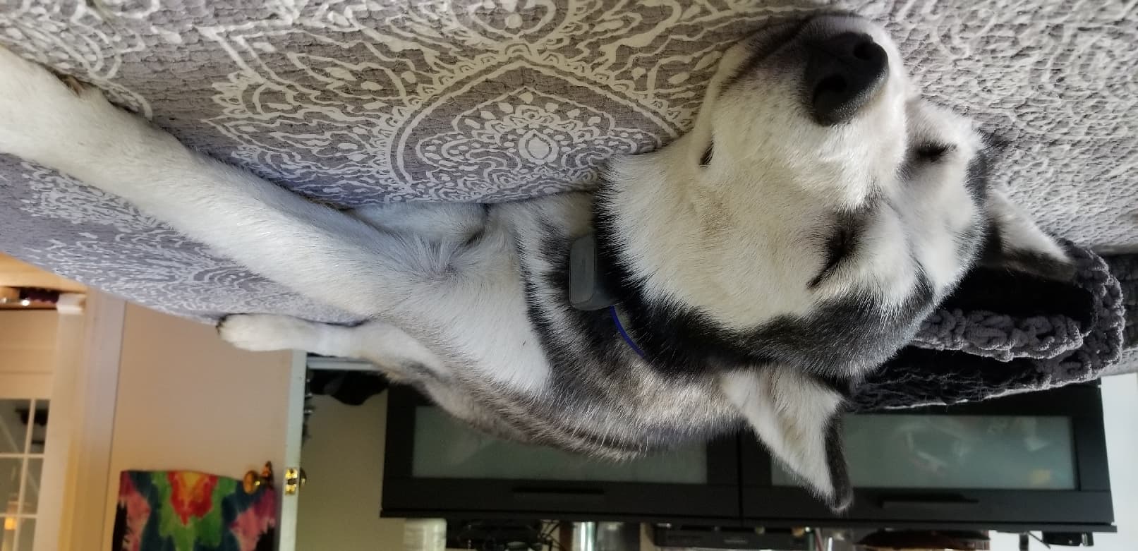 Husky