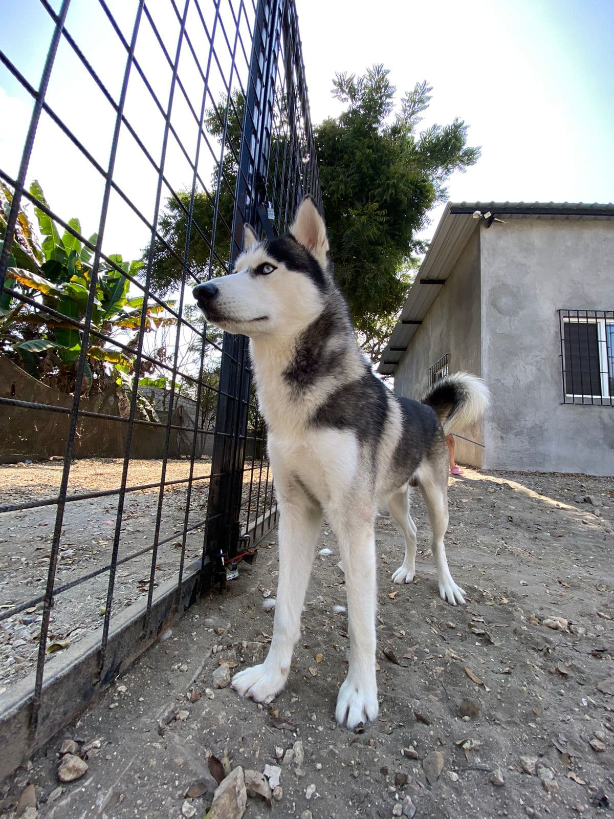 Husky