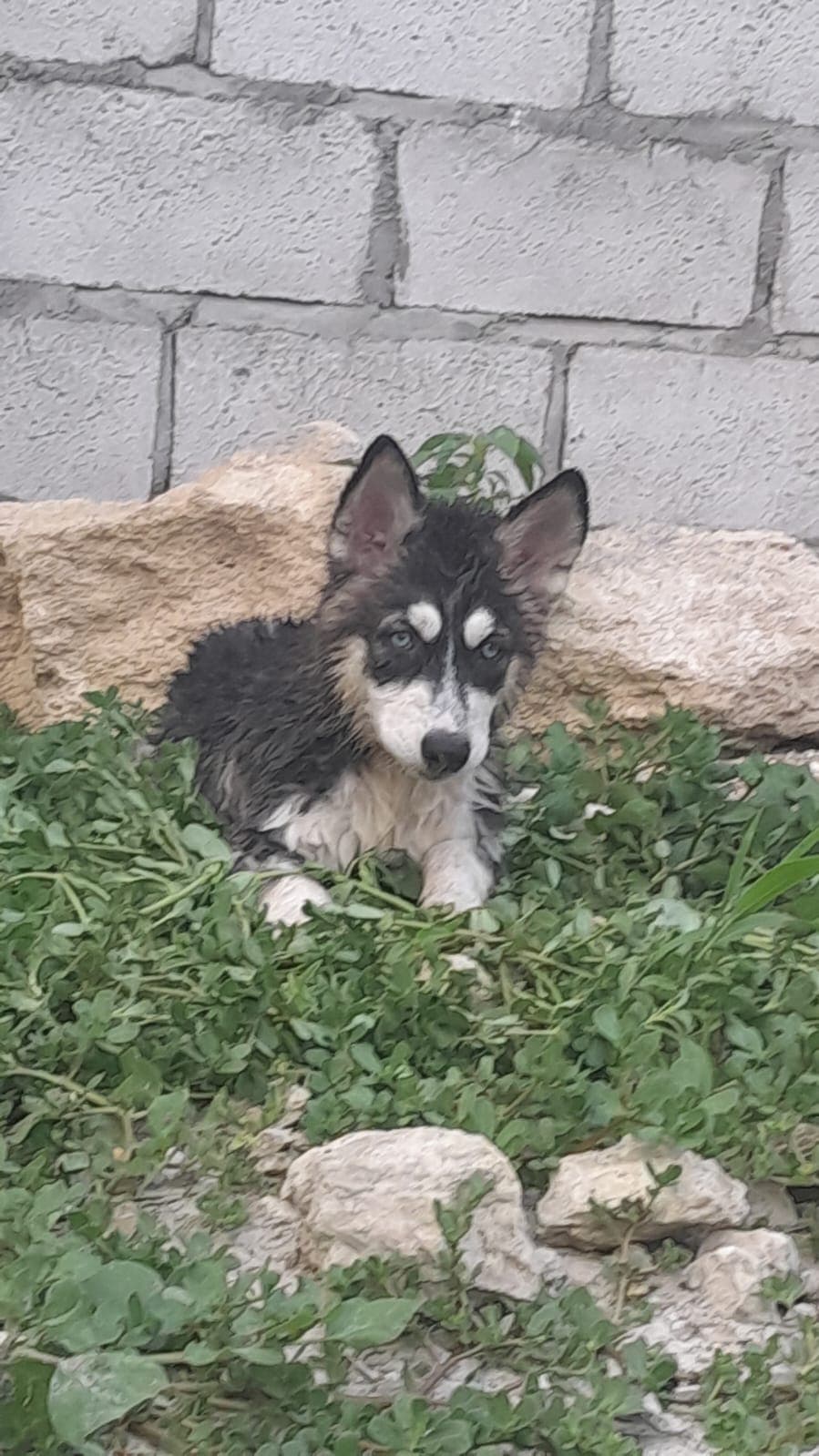 Husky